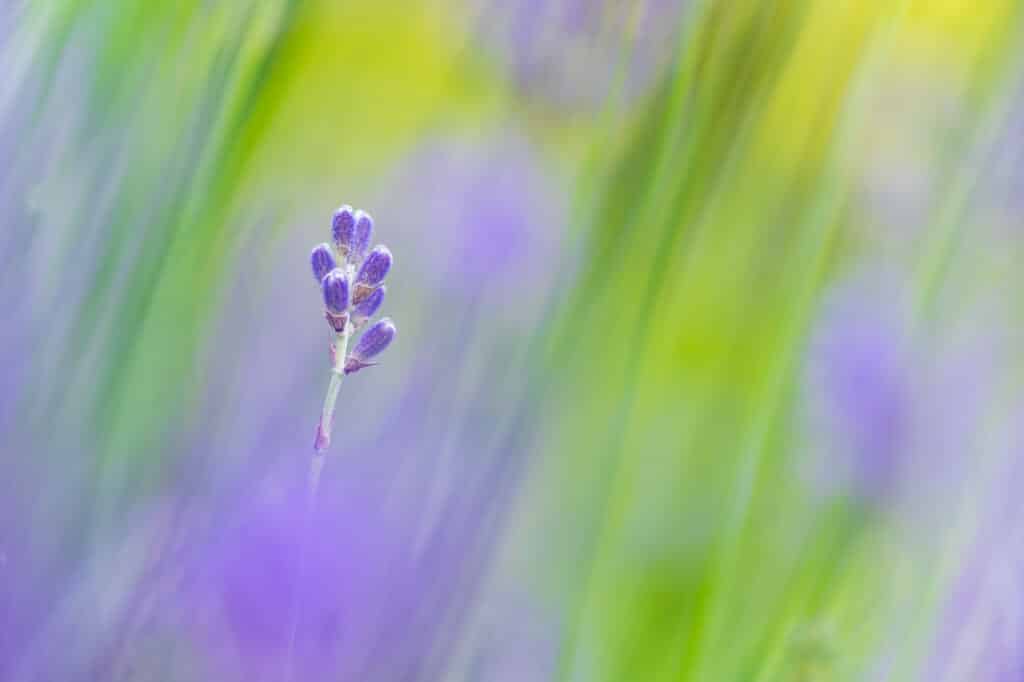 Close up van een bloem met soft focus macrofotografie