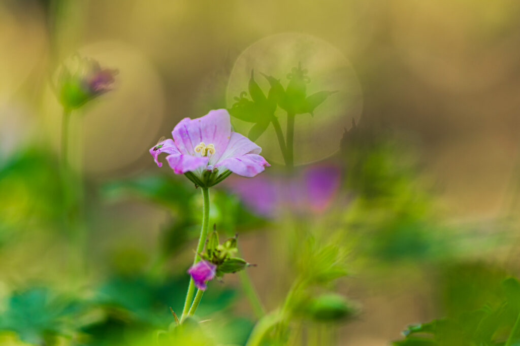 Macrofotografie bloem met lichtcirkels
