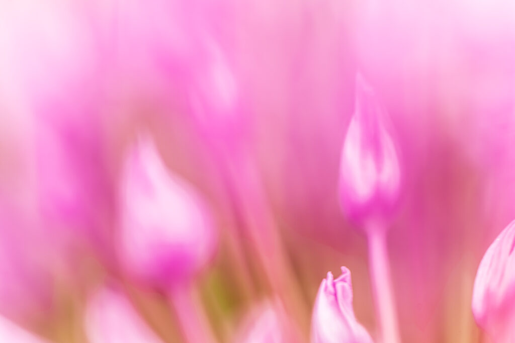 Abstract beeld van bloemen.