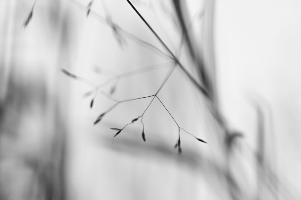 Abstract en zwartwit beeld van een fijne tak.