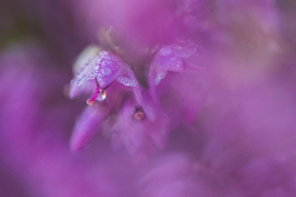 Macrofoto van bloeiende heide