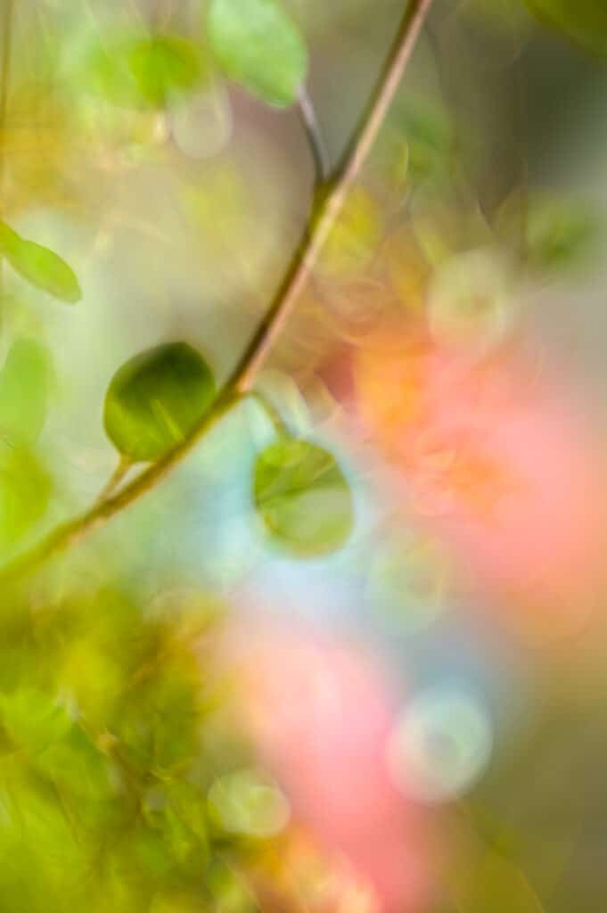 Abstracte macrofoto van bladeren.